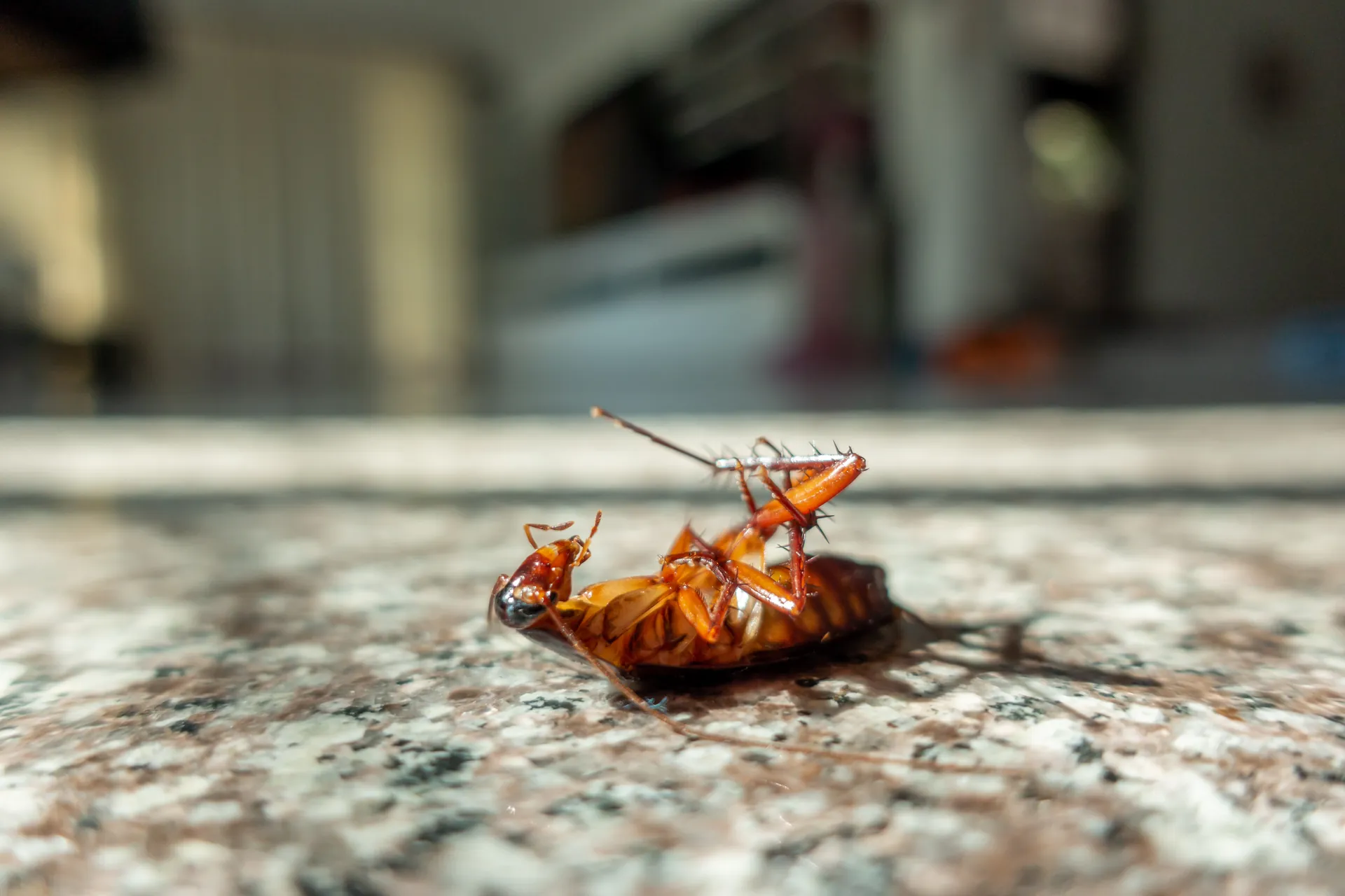Professional roach control service by Southwest Weed & Pest Solutions - expert technician treating property in New Mexico