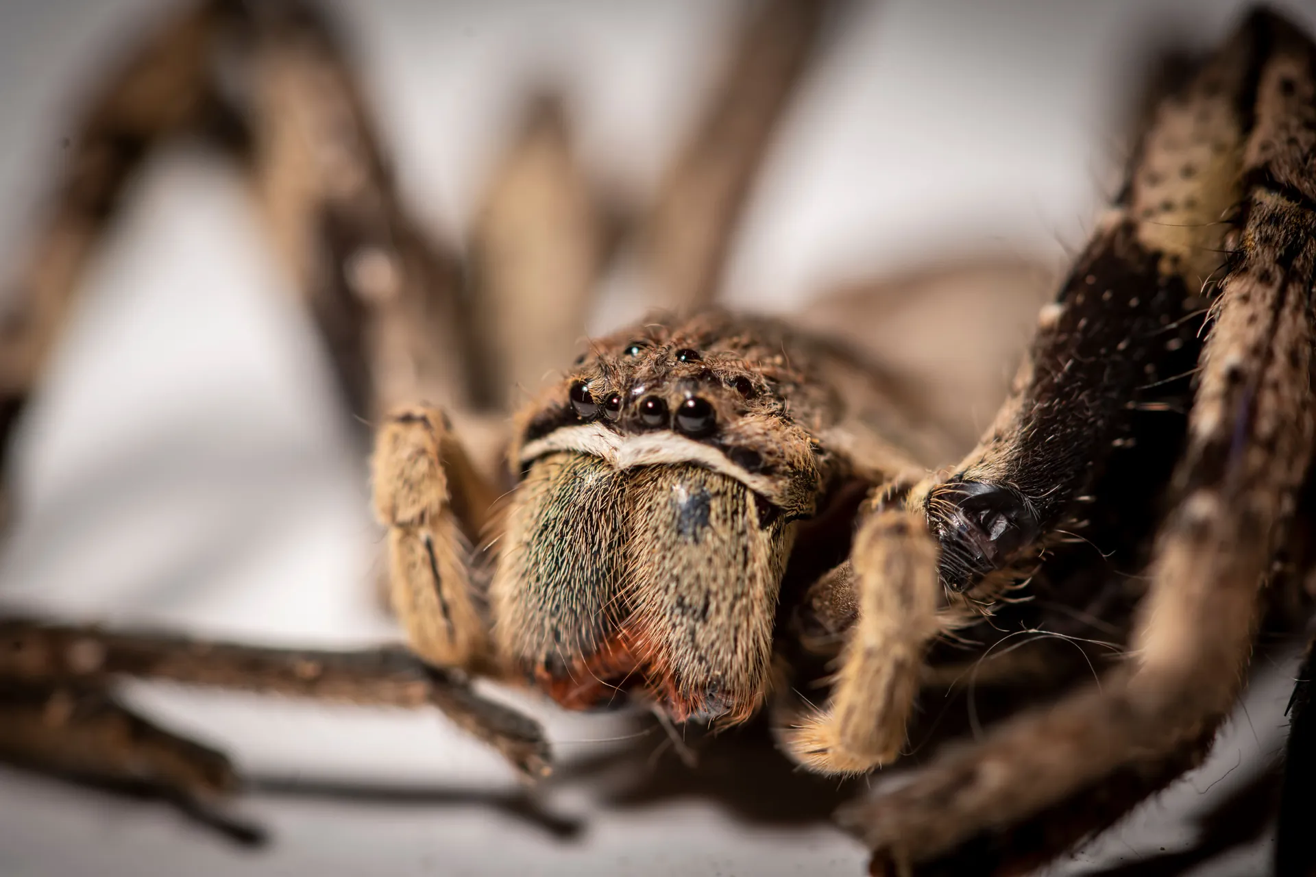 Professional spider control service by Southwest Weed & Pest Solutions - expert technician treating property in New Mexico